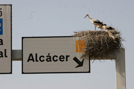 cigogne_0547.jpg (20011 octets)