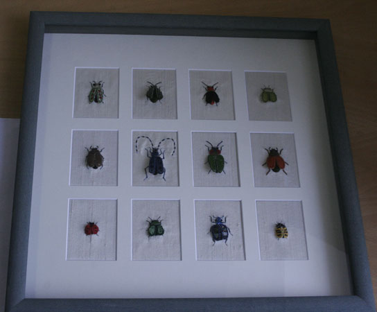 insecte_0985.jpg (28958 octets)